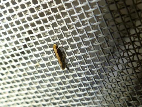 Réf. 188 302 : Monopis crocicapitella